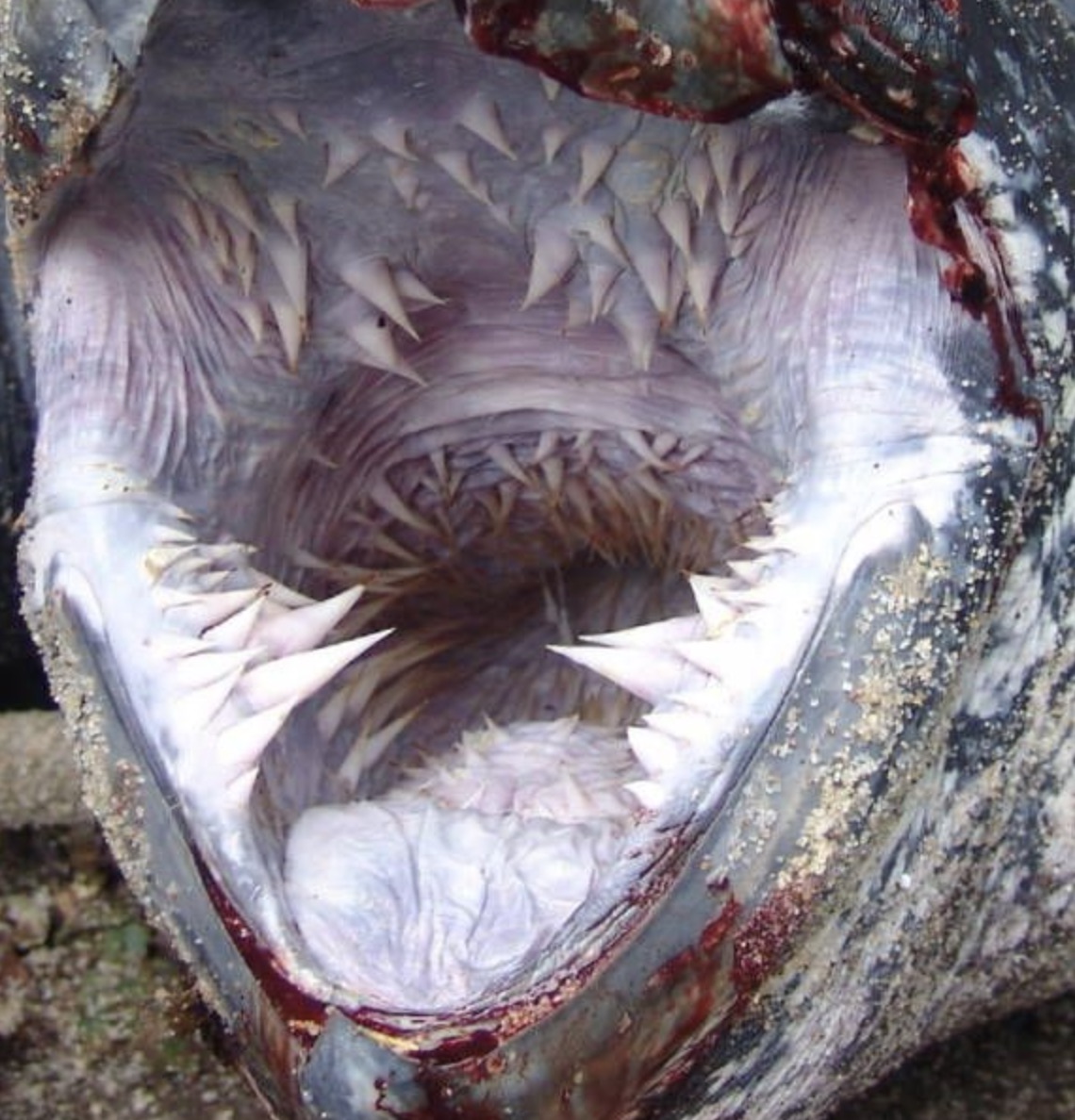 leatherback turtle mouth